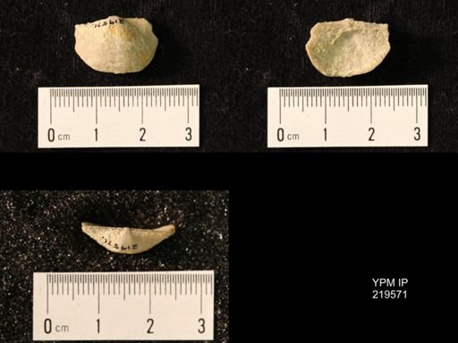 Chonetes granulifer