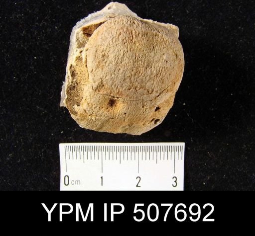 Linoproductus?