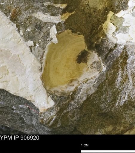 undet. Bivalvia