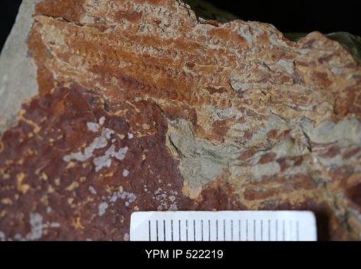Echinodermata?
