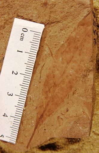Salix hesperia