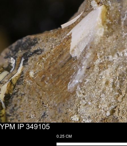 undet. Mollusca