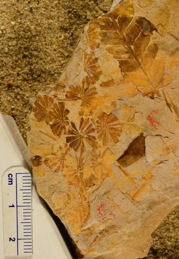 Annularia sp.