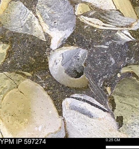 Limopsis striatopunctatus