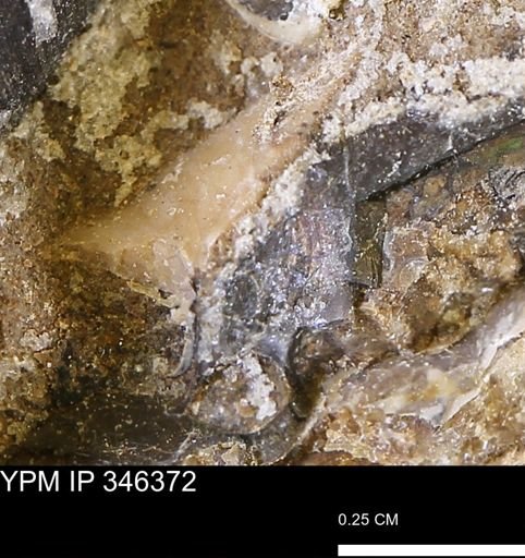 undet. Mollusca