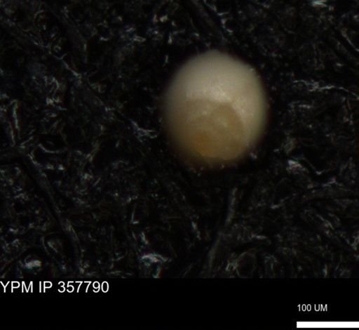 undet. Foraminiferida