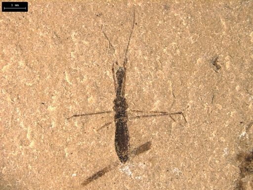 undet. Hydrometridae