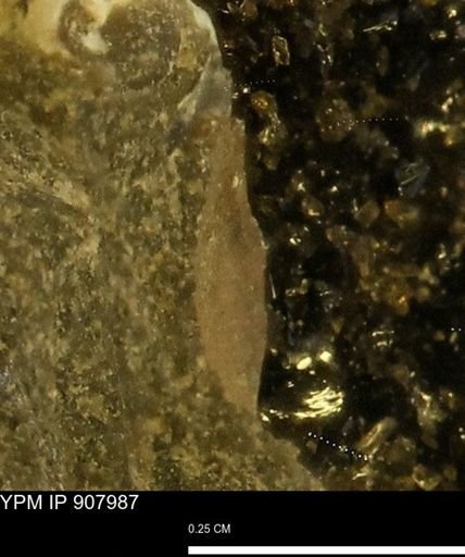 undet. Mollusca