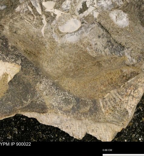 undet. Mollusca
