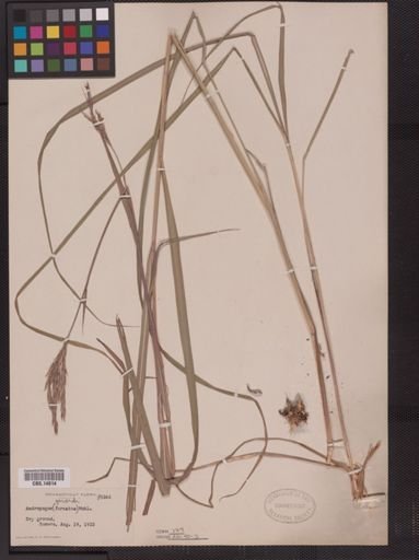 Andropogon gerardii