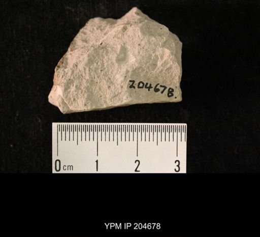 undet. Hexapoda