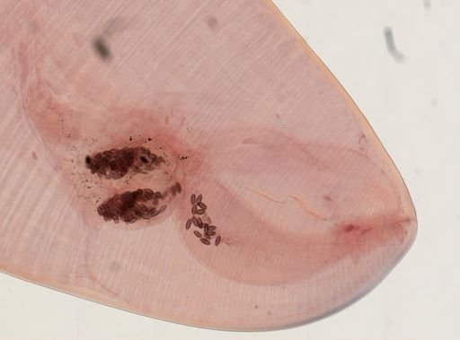 Oligacanthorhynchus microcephalus