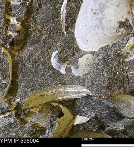 undet. Bivalvia