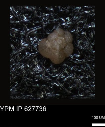undet. Foraminiferida