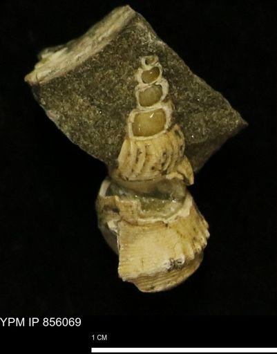 Drepanochilus sp.