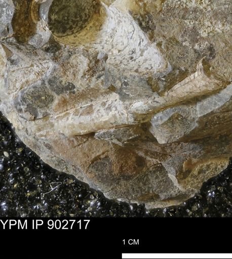Baculites sp.