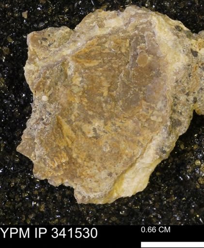 Scaphites sp.