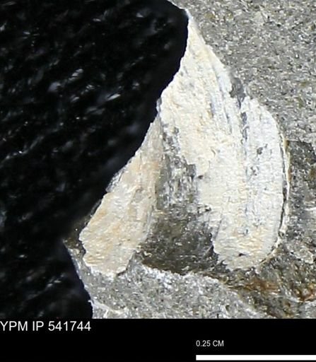 Limopsis striatopunctatus