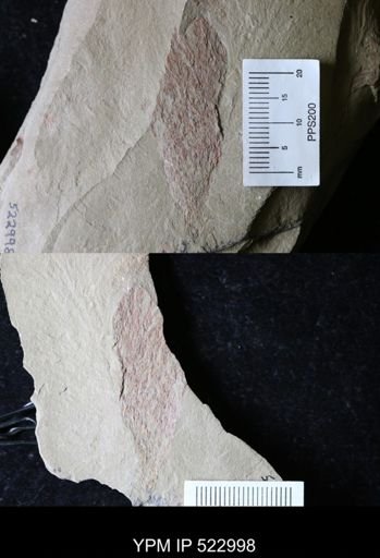 undet. Dendroidea