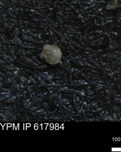 undet. Foraminiferida