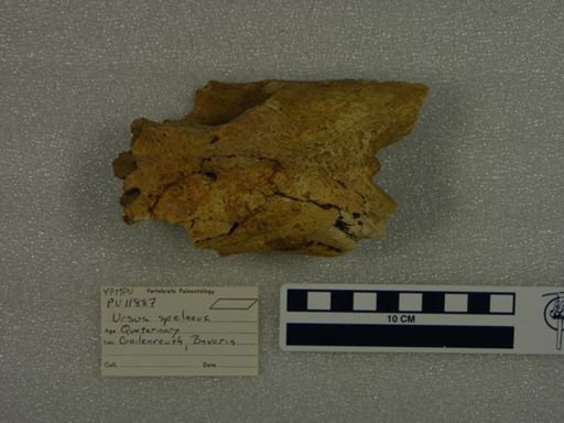 Ursus spelaeus