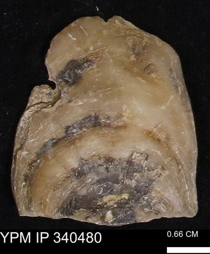 Ostrea glabra