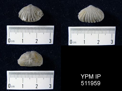 Propriopugnus sp.