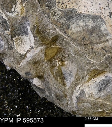Protocardia sp.