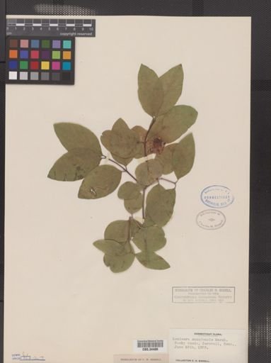 Lonicera canadensis