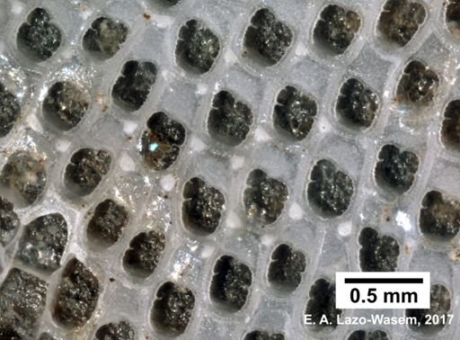 Biflustra tenuis