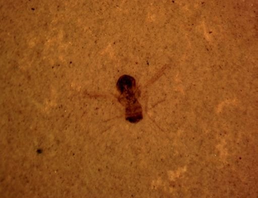 undet. Diptera