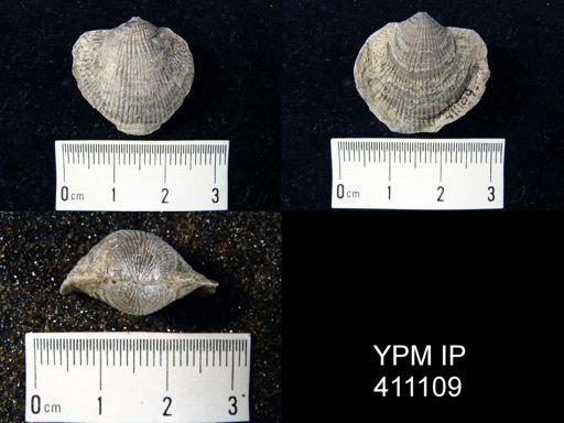 Atrypa reticularis
