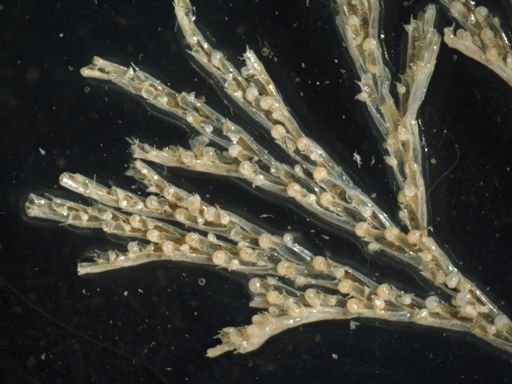 Bugulina stolonifera