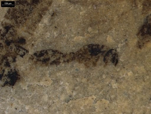 taxon undetermined