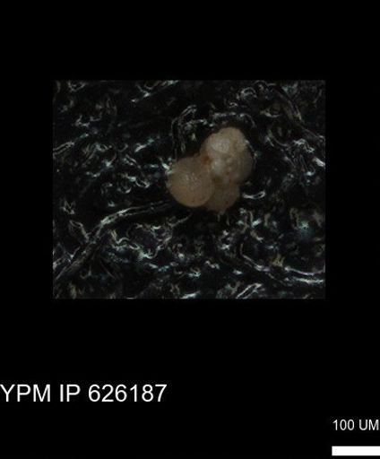 undet. Foraminiferida