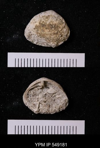 undet. Bivalvia