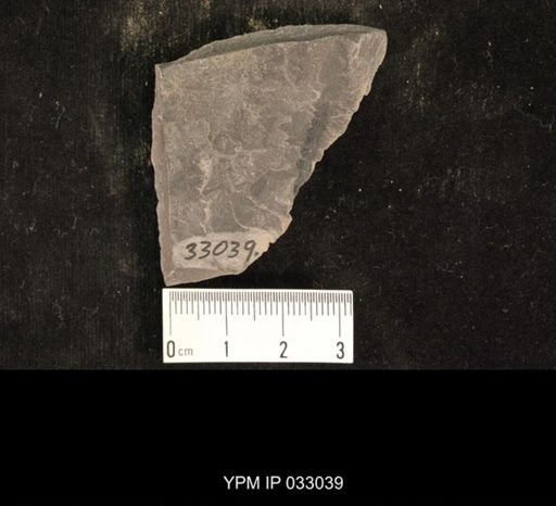 Mormolucoides articulatus