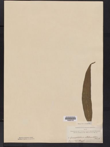 Polypodium