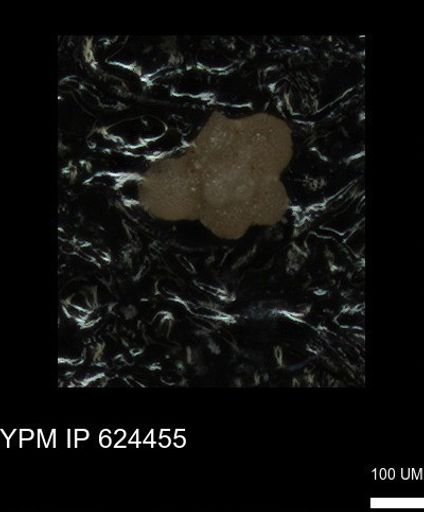 undet. Rugoglobigerinidae