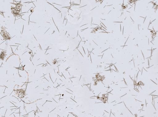 Isodictya deichmannae
