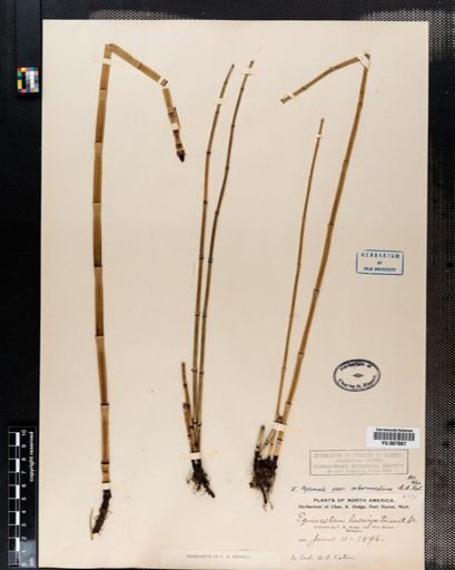 Equisetum hyemale