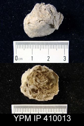 Leptodus nobilis