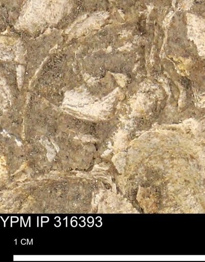 undet. Mollusca