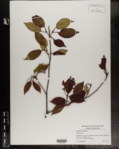 Plantae