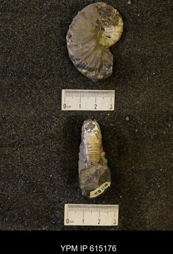 Hoploscaphites sp.