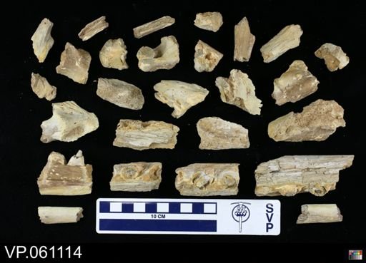 undet. Mosasauridae