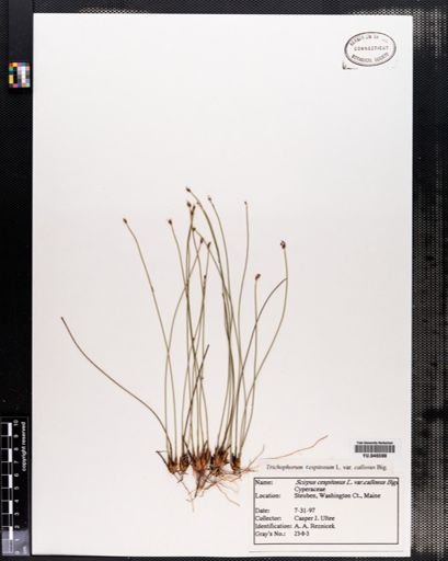 Trichophorum cespitosum