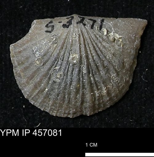 Stropheodonta sp.