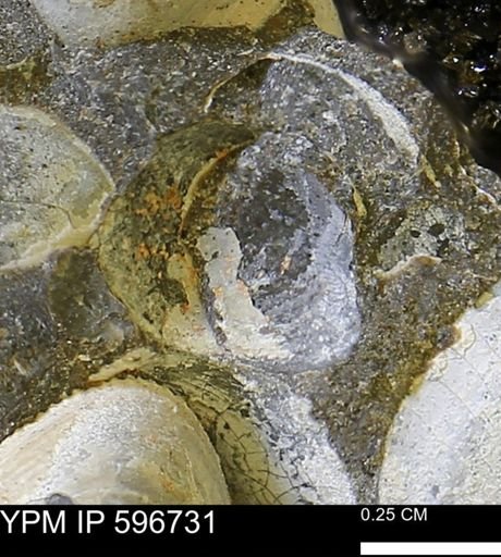 undet. Bivalvia