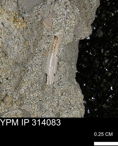 undet. Scaphopoda
